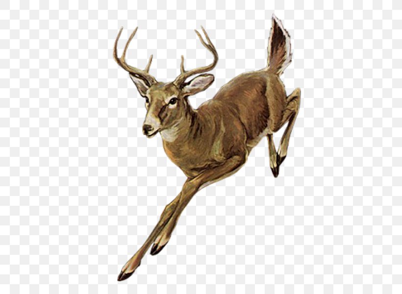 Red Deer Elk, PNG, 600x600px, Deer, Animal, Antelope, Antler, Blog Download Free