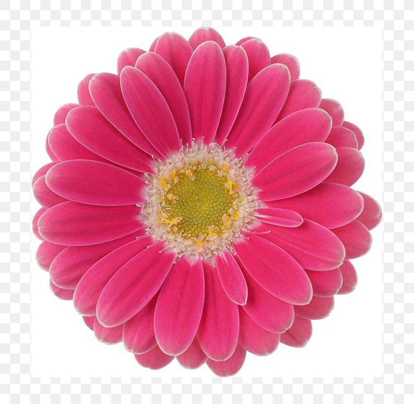Transvaal Daisy Zinnia Cut Flowers Dahlia, PNG, 800x800px, Transvaal Daisy, Annual Plant, Aster, Chrysanthemum, Chrysanths Download Free