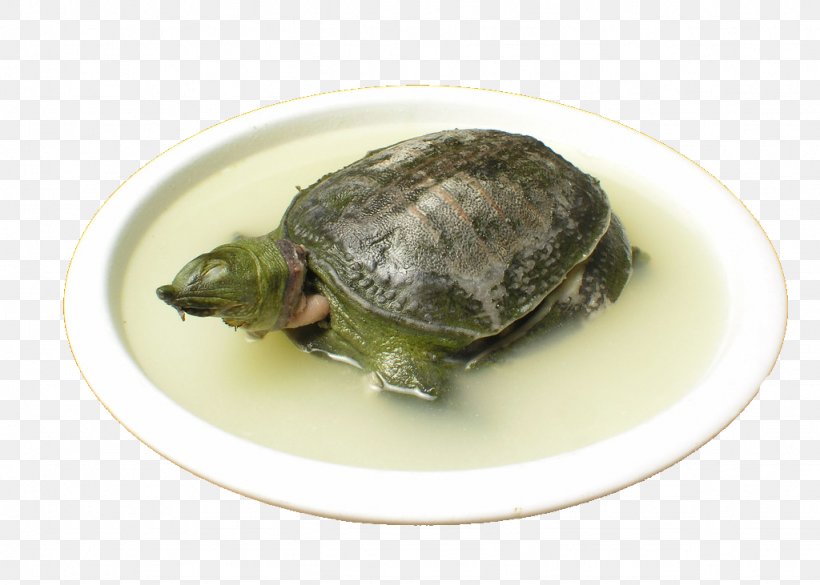 Turtle Chinese Cuisine Dish Trionychidae Food, PNG, 1024x731px, Chinese Cuisine, Allium Fistulosum, Braising, Chicken, Chicken Soup Download Free