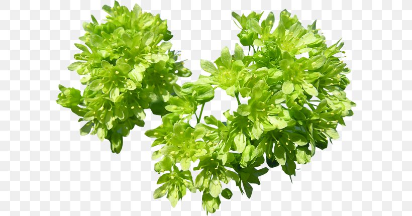 Parsley Leaf .de Tree, PNG, 600x430px, Parsley, Cut Flowers, Fines Herbes, Flower, Herb Download Free