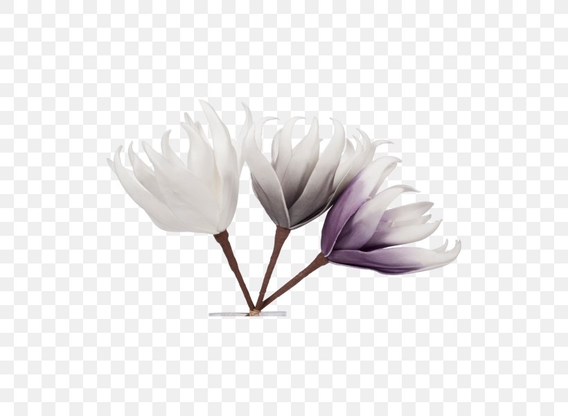 Petal Flowering Plant, PNG, 600x600px, Petal, Flower, Flowering Plant, Plant Download Free