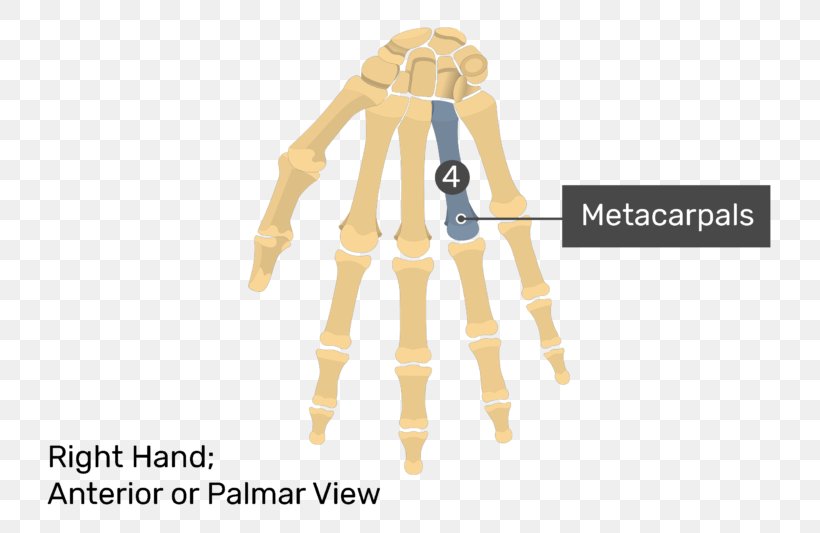 Thumb Carpal Bones Phalanx Bone Hand Anatomy, PNG, 770x533px, Thumb, Anatomy, Appendicular Skeleton, Arm, Bone Download Free