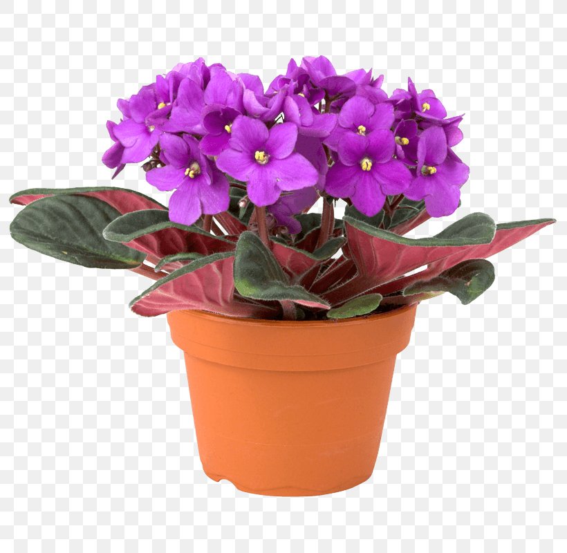 African Violets Houseplant Plant Propagation, PNG, 800x800px, African Violets, African Violet Society Of America, Areca Palm, Black Mondo Grass, Flower Download Free