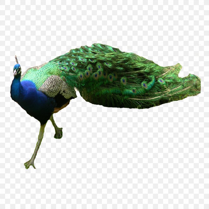 Asiatic Peafowl Green Peafowl, PNG, 1500x1500px, Peafowl, Asiatic Peafowl, Batik, Beak, Bird Download Free