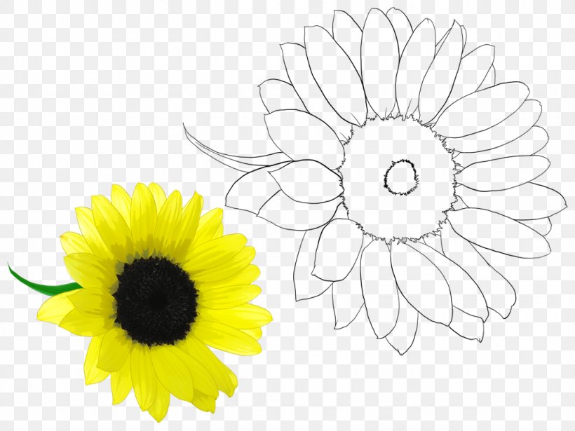 Chrysanthemum Oxeye Daisy Floral Design Cut Flowers /m/02csf, PNG, 1024x768px, Chrysanthemum, Black, Black And White, Chrysanths, Cut Flowers Download Free