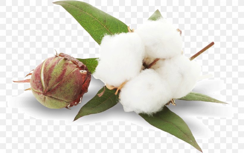 Cottonseed Oil Plant, PNG, 1280x801px, Cottonseed, Agriculture, Bud, Cash Crop, Commodity Download Free