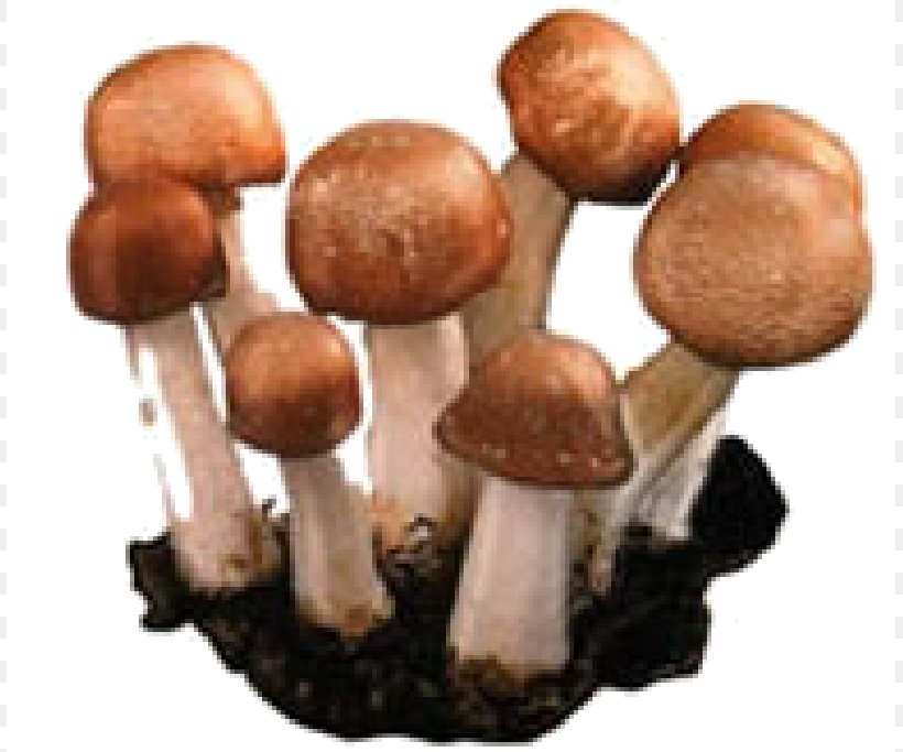 Agaricus Subrufescens Mushroom Fungus Therapy Health, PNG, 807x683px, Agaricus Subrufescens, Agaricus, Cancer, Disease, Eating Download Free