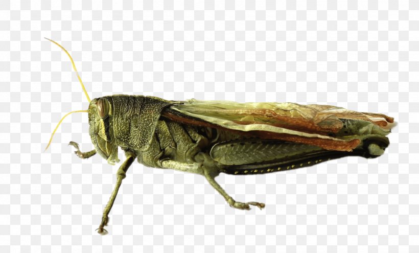 Grasshopper Locust, PNG, 2048x1238px, Insect, Arthropod, Bush Crickets, Caelifera, Cricket Download Free