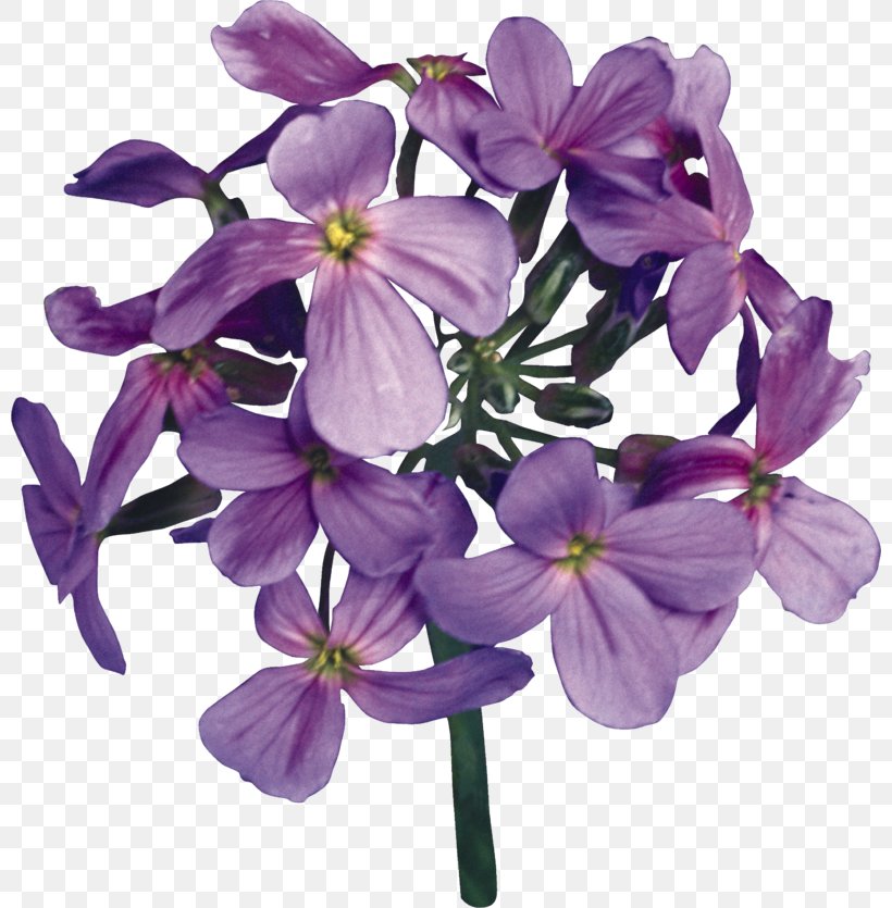 (16+) Трудный выбор Dame's Rocket Petal Cut Flowers, PNG, 800x835px, Petal, Cut Flowers, Flower, Flowering Plant, Lilac Download Free
