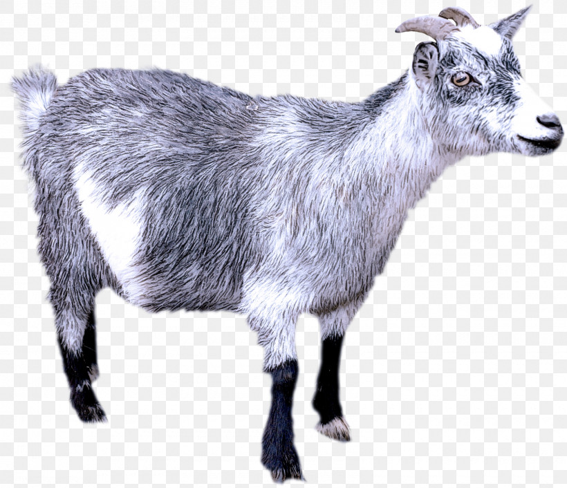 Alpine Goat Jamnapari Saanen Goat Toggenburg Goat Feral Goat, PNG ...