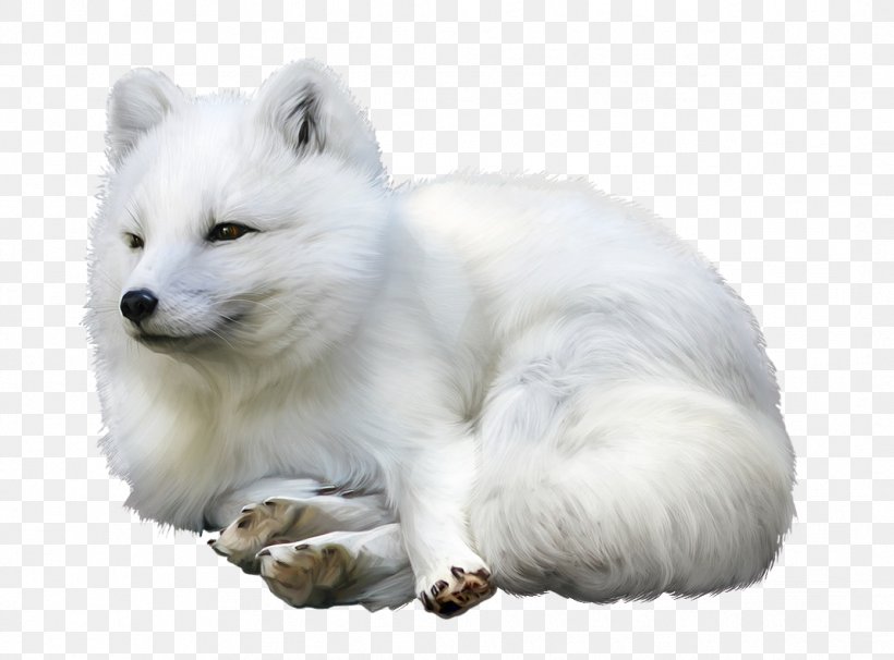 Arctic Fox Red Fox Clip Art Polar Bear, PNG, 1068x790px, Arctic Fox, Canidae, Carnivore, Dog, Dog Breed Download Free