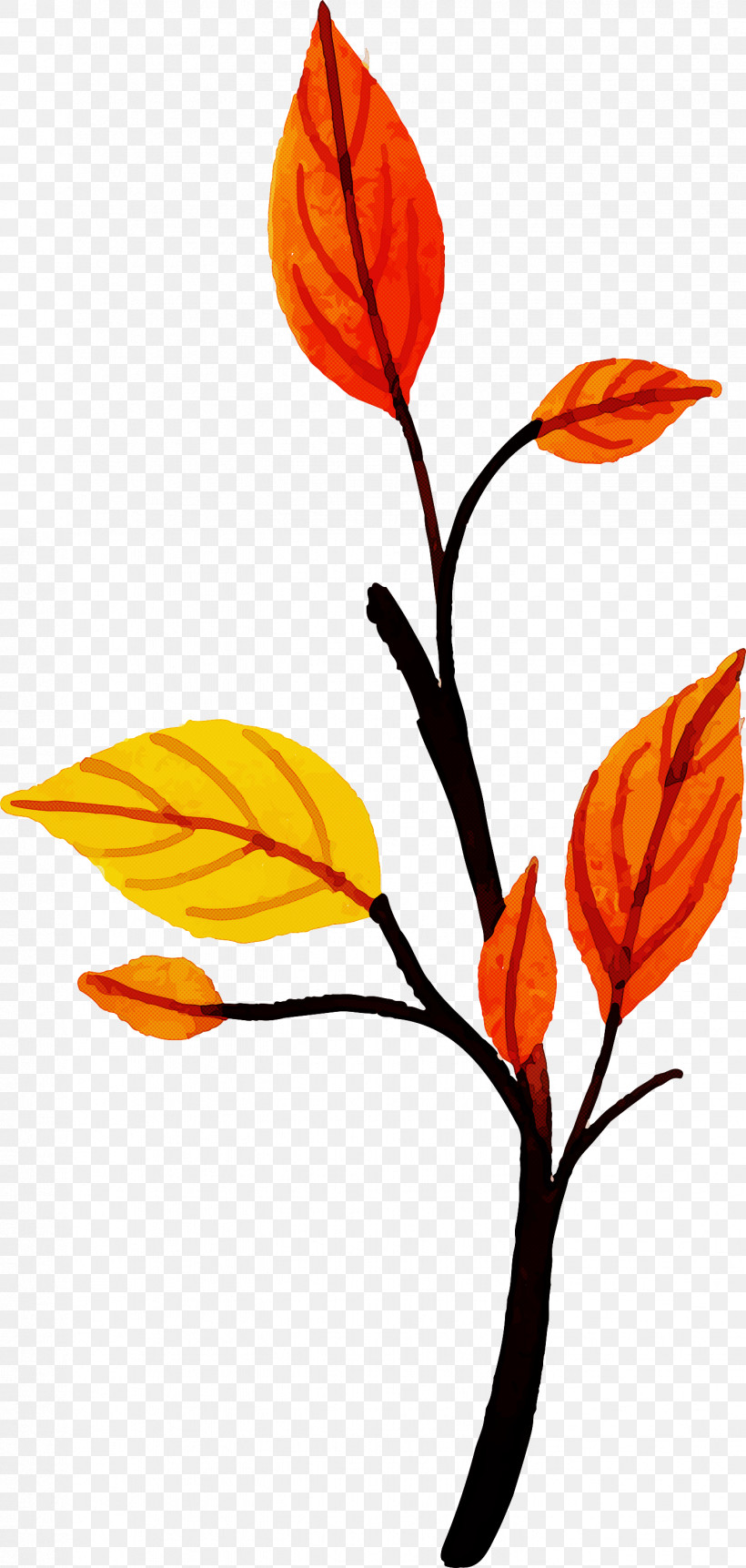 Autumn Leaf Colorful Leaf, PNG, 1427x3000px, Autumn Leaf, Branch, Colorful Leaf, Cut Flowers, Leaf Download Free