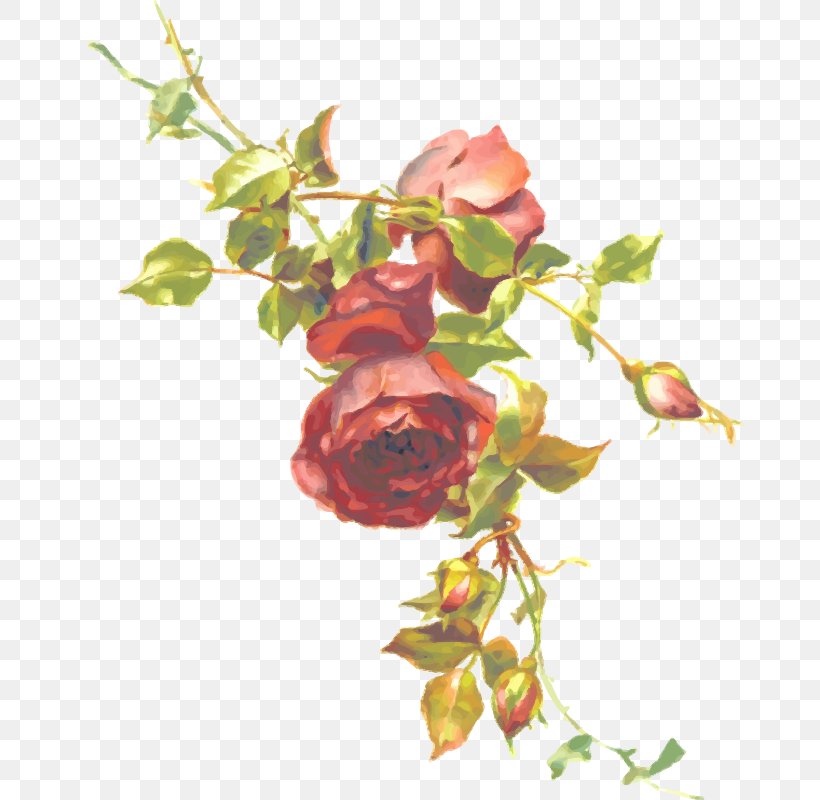 Clip Art, PNG, 669x800px, Rose, Art, Branch, Bud, Cut Flowers Download Free