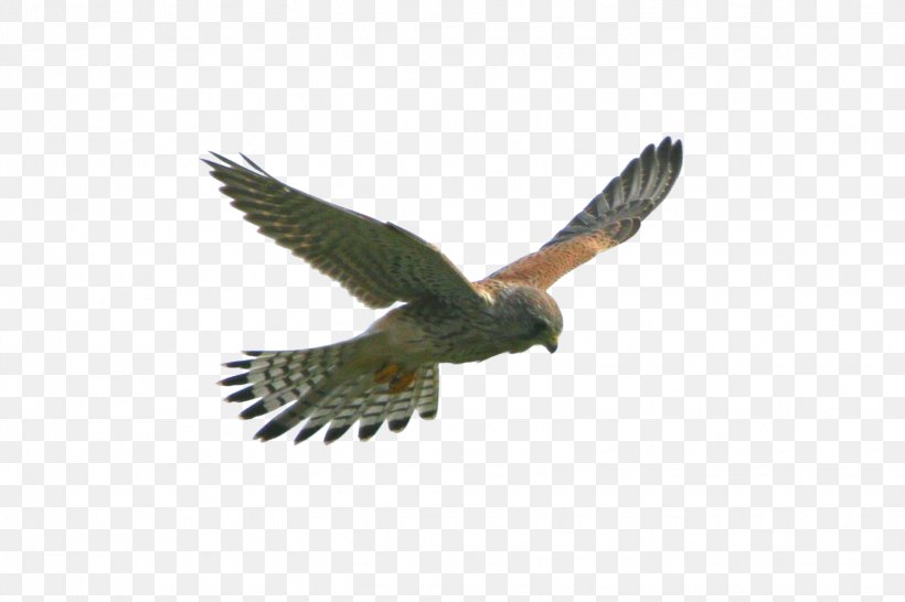 Eagle Flight Hawk Bird, PNG, 1548x1031px, Eagle, Accipitriformes, Beak, Bird, Bird Of Prey Download Free