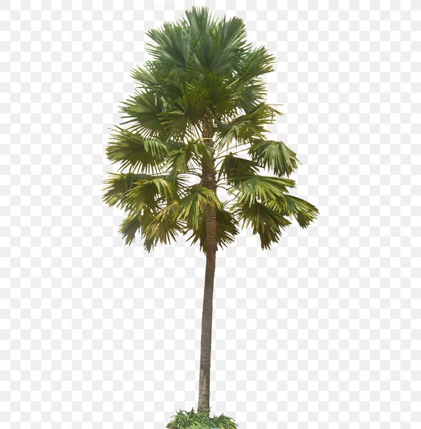 Asian Palmyra Palm Arecaceae Saribus Rotundifolius Populus Nigra Subtropics, PNG, 462x834px, Asian Palmyra Palm, Areca Nut, Arecaceae, Arecales, Attalea Speciosa Download Free