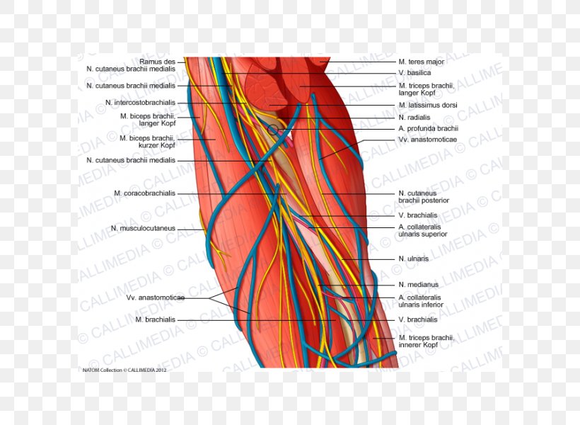 Brachial Artery Augšdelms Arm Ulnar Nerve, PNG, 600x600px, Watercolor, Cartoon, Flower, Frame, Heart Download Free