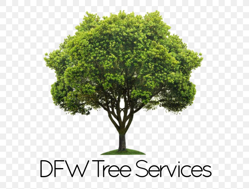 Tree Planting Shrub Trunk, PNG, 623x623px, Tree, Arbor Day, Arbor Day Foundation, Branch, Coast Redwood Download Free