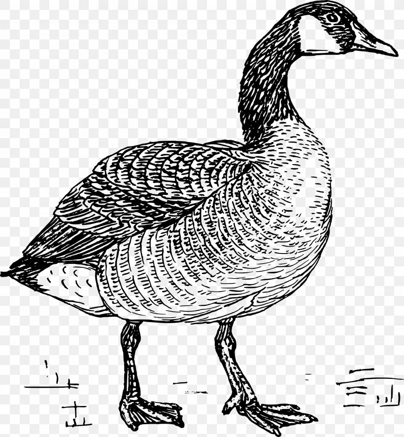 Goose Duck Clip Art Drawing Bird, PNG, 2220x2400px, Goose, Adaptation, Animal, Beak, Bird Download Free