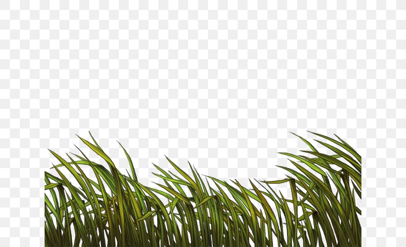Wheatgrass Tree, PNG, 640x500px, Wheatgrass, Grass, Grass Family, Plant, Tree Download Free