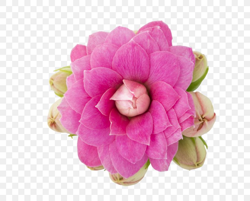 Cabbage Rose Widow's-thrill Plant Cut Flowers, PNG, 660x660px, Cabbage Rose, Camellia, Crassulaceae, Cut Flowers, Flower Download Free