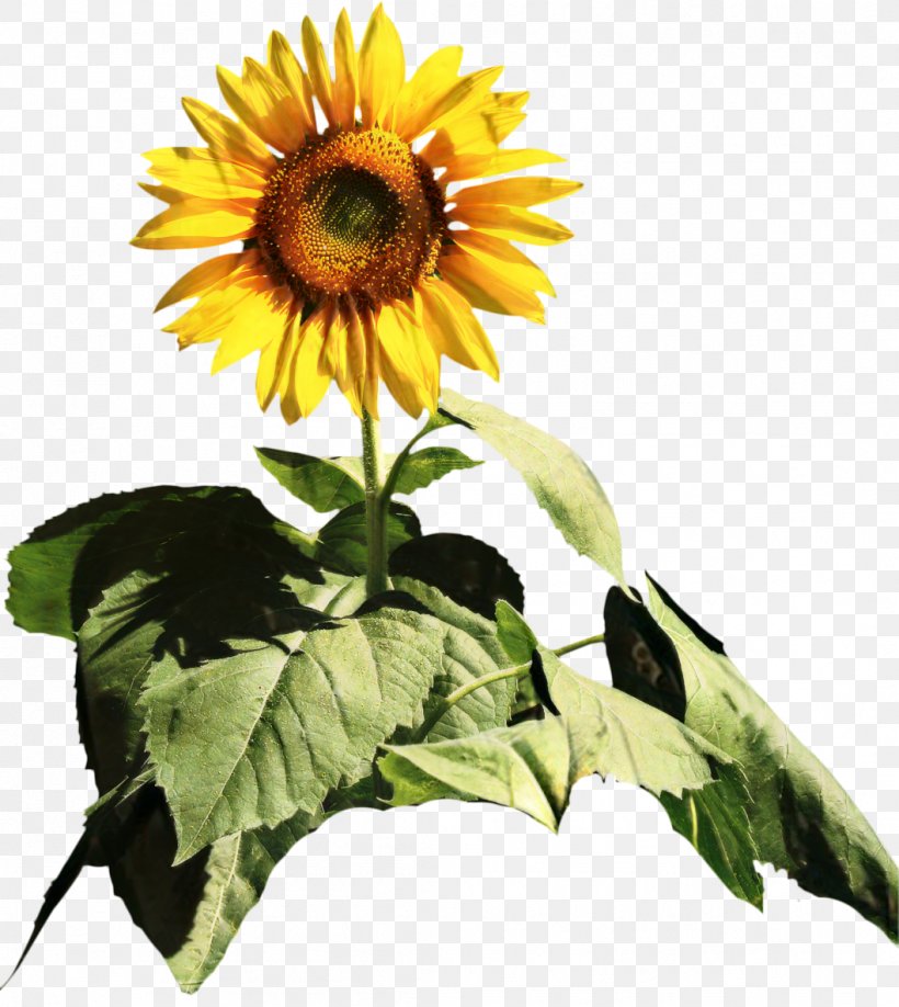 Common Sunflower Cut Flowers Sunflower Seed Annual Plant, PNG, 1058x1185px, Common Sunflower, Annual Plant, Artificial Flower, Asterales, Cut Flowers Download Free
