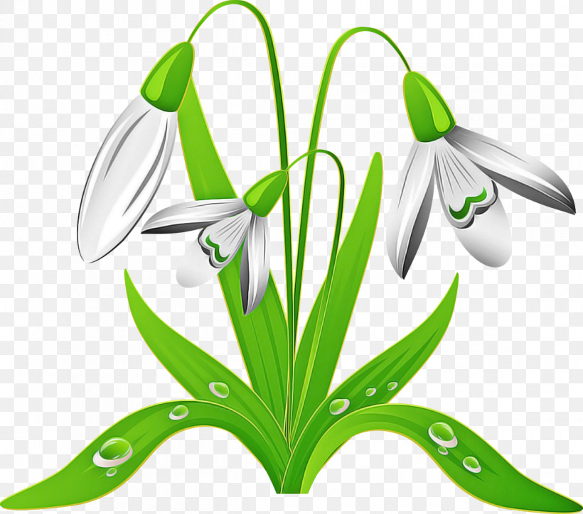 Flower Galanthus Snowdrop Plant Green, PNG, 1200x1060px, Flower, Amaryllis Family, Crinum, Galanthus, Green Download Free