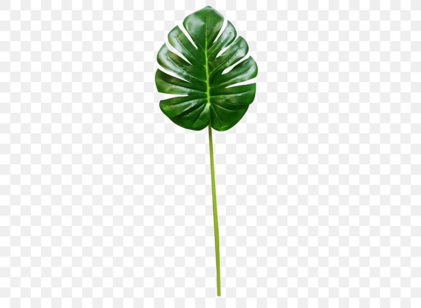 Leaf Plant Stem Tree, PNG, 800x600px, Leaf, Green, Plant, Plant Stem, Tree Download Free