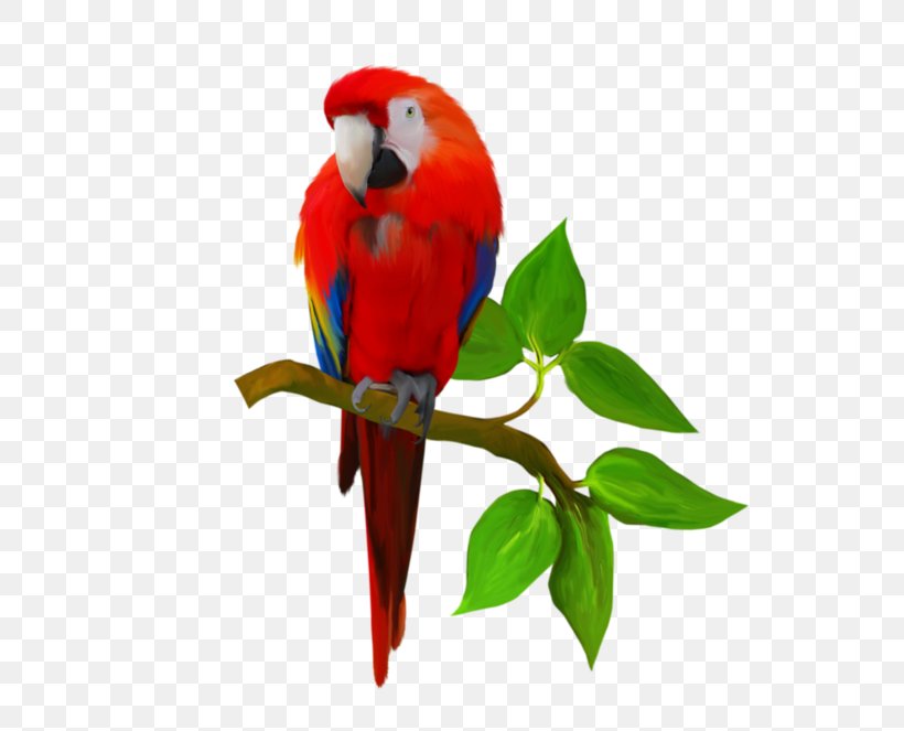 Parrot Macaw Bird Foxtail Millet Taobao, PNG, 600x663px, Parrot, Beak, Bird, Common Pet Parakeet, Feather Download Free