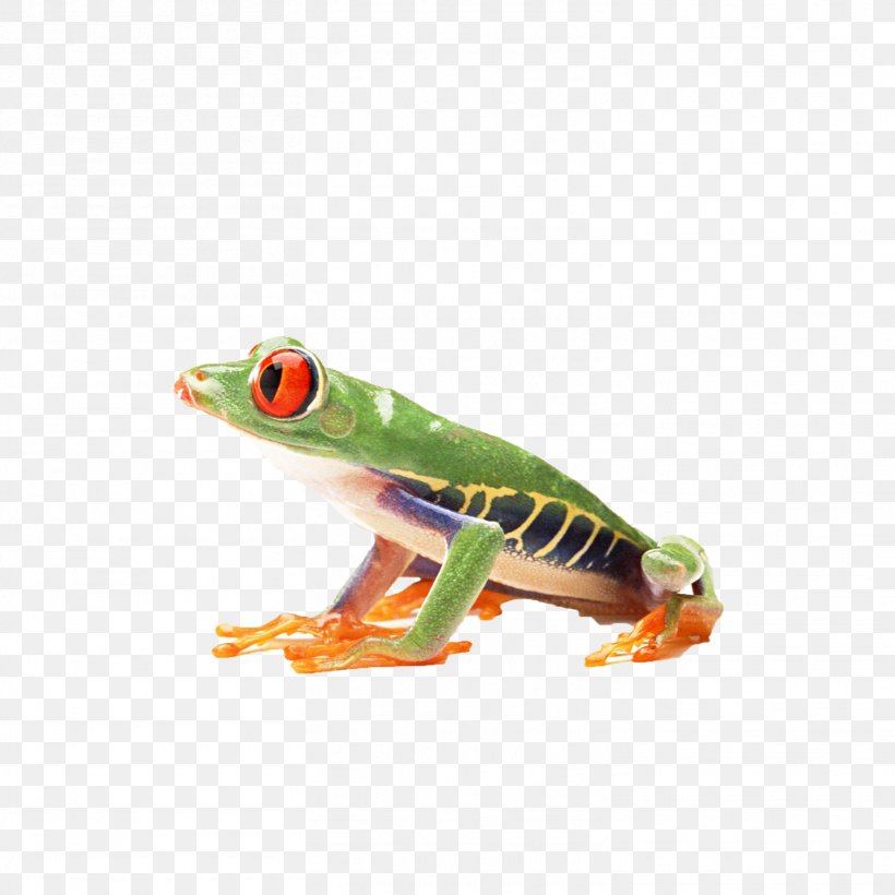 True Frog Amphibian Reptile Red-eyed Tree Frog, PNG, 1512x1512px, Frog, Amphibian, Animal, Australian Green Tree Frog, Fauna Download Free