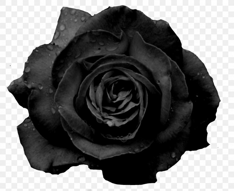 Black Rose Flower Garden Roses, PNG, 1600x1305px, Watercolor, Cartoon, Flower, Frame, Heart Download Free