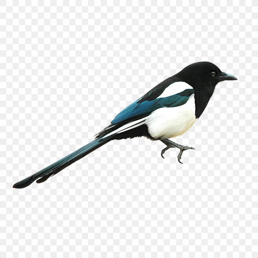 Eurasian Magpie Bird, PNG, 1000x1000px, Eurasian Magpie, Beak, Bird, Crow Like Bird, Feather Download Free