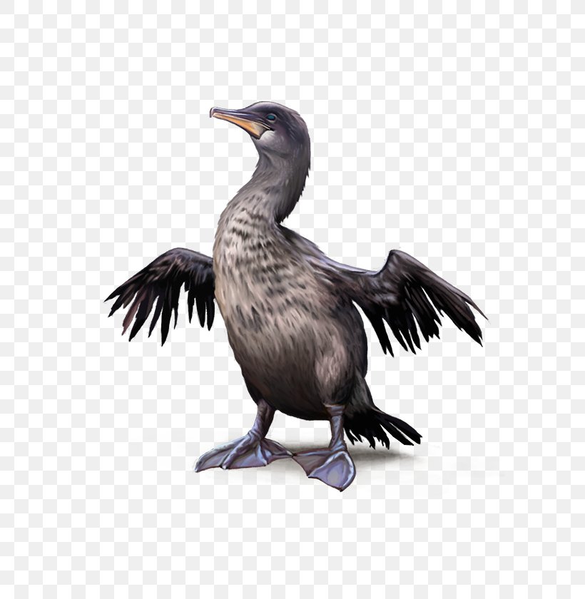 Flightless Bird Penguin Flightless Cormorant, PNG, 600x840px, Bird, Beak, Bird Of Prey, Cormorant, Duck Download Free