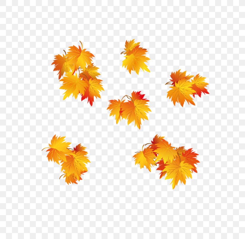 Autumn Leaf Clip Art, PNG, 800x800px, Autumn, Autumn Leaf Color, Autumn Leaves, Flower, Flowering Plant Download Free