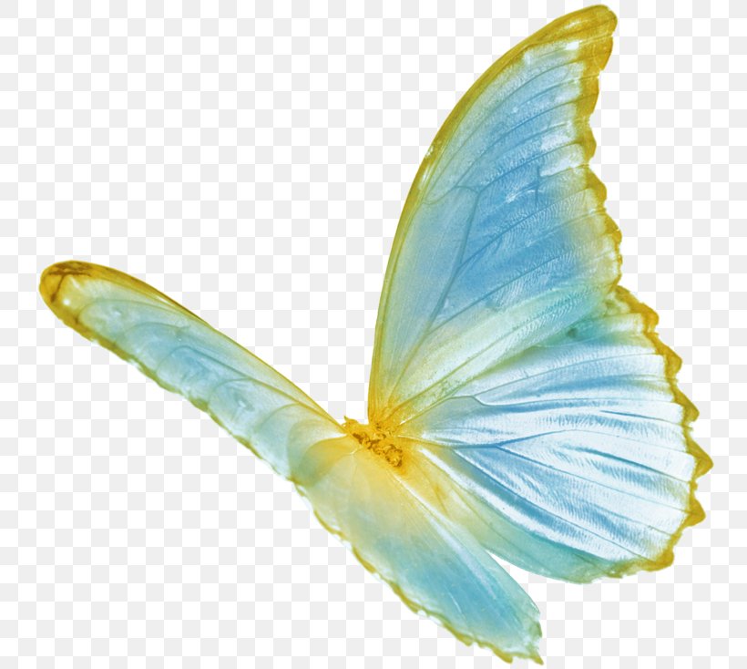 Butterfly Color, PNG, 754x734px, Butterfly, Color, Food, Healing, Health Download Free