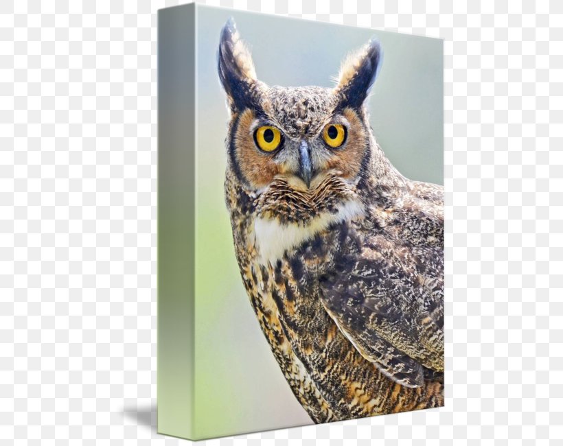 Owl Fauna Beak, PNG, 486x650px, Owl, Beak, Bird, Bird Of Prey, Fauna Download Free