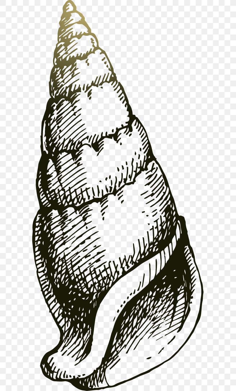 Drawing Sea Snail, PNG, 595x1360px, Drawing, Black And White, Cartoon, Monochrome, Monochrome Photography Download Free