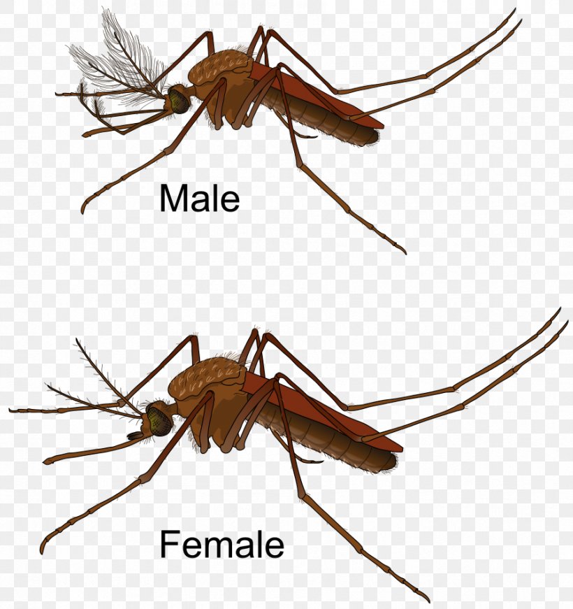 Flying Mosquitoes Clip Art, PNG, 894x950px, Mosquito, Aedes Albopictus, Arthropod, Fly, Flying Mosquitoes Download Free