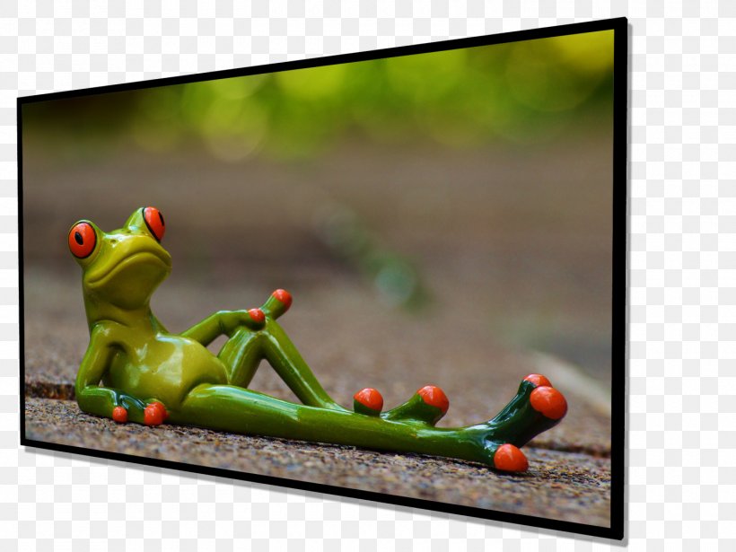 Frog Picture Frames Morning, PNG, 1500x1125px, Frog, Amphibian, Grass, Idea, Morning Download Free