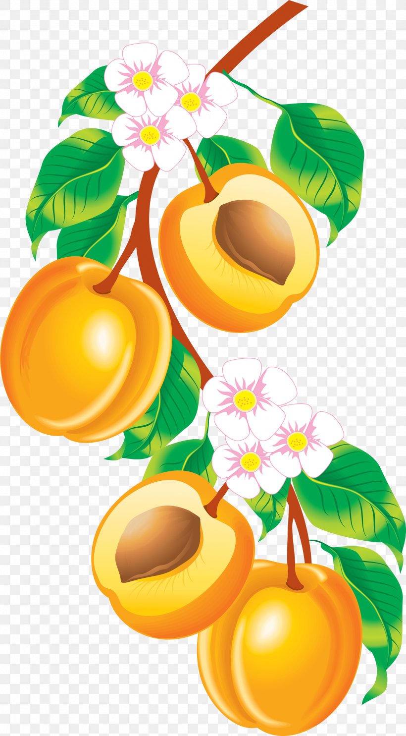 Fruit Apricot Peach Clip Art, PNG, 1904x3449px, Fruit, Apricot, Clip Art, Drawing, Flower Download Free