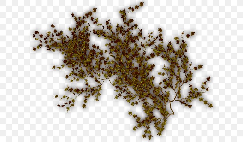 Tree Vine Liana Ivy Cyphostemma Juttae, PNG, 640x480px, Tree, Deviantart, Grape, Herb, Insect Download Free