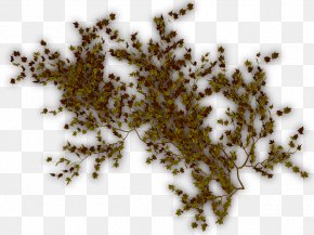 Dry Plants - Tree Vine Liana Ivy Cyphostemma Juttae PNG