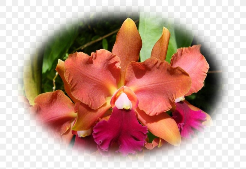 Cattleya Orchids Moth Orchids Cut Flowers Petal, PNG, 752x565px, Cattleya Orchids, Cattleya, Cut Flowers, Flora, Flower Download Free
