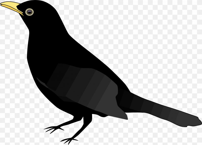 Common Blackbird Clip Art, PNG, 3234x2329px, Common Blackbird, Beak, Bird, Black And White, Blackbird Download Free