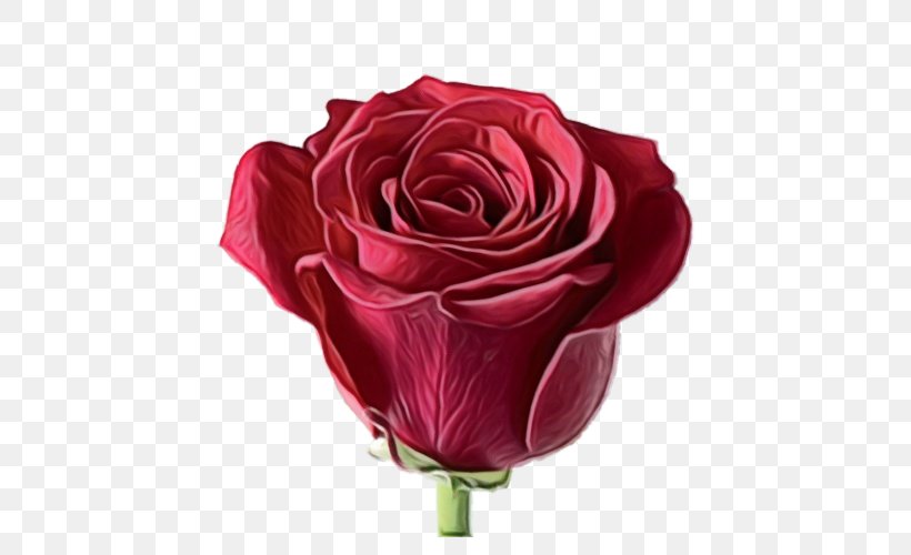 Garden Roses, PNG, 500x500px, Watercolor, Cut Flowers, Flower, Garden Roses, Hybrid Tea Rose Download Free