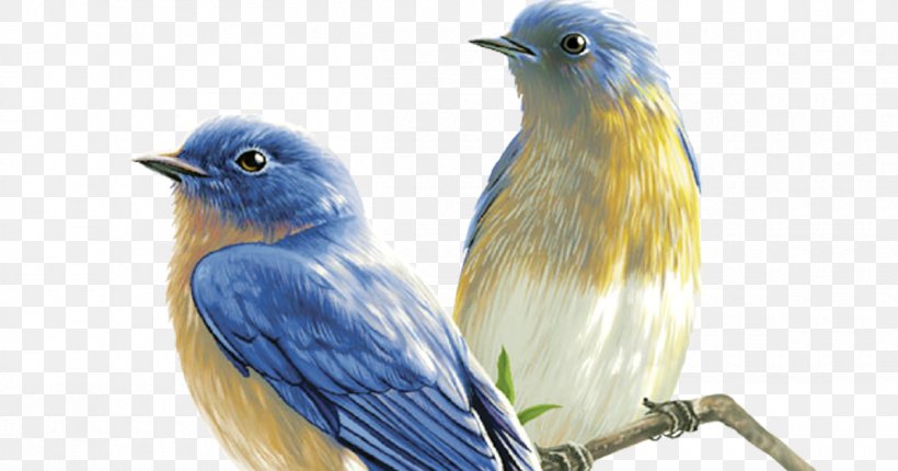 Clip Art Bird Drawing Image, PNG, 1200x630px, Bird, Beak, Blue Jay, Bluebird, Drawing Download Free