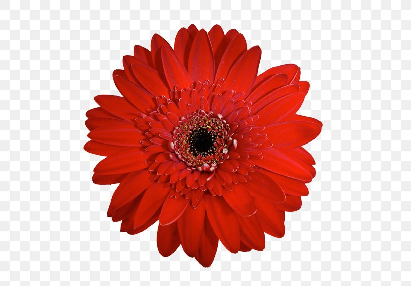 Transvaal Daisy Red Chrysanthemum Cut Flowers Clip Art, PNG, 600x570px, Transvaal Daisy, Barrette, Chrysanthemum, Chrysanths, Clothing Accessories Download Free