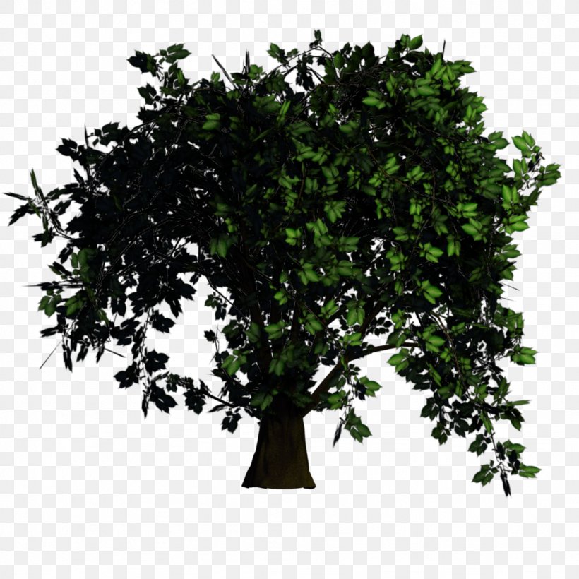 Tree Texture Mapping Rendering Elm, PNG, 1024x1024px, Tree, Arecaceae, Branch, Computer Software, Elm Download Free
