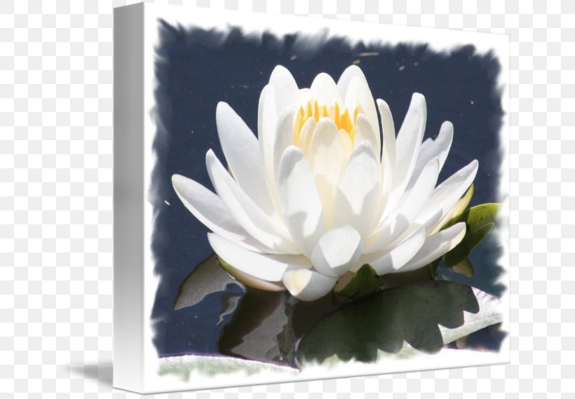 Water Lilies Aquatic Plants Flower White, PNG, 650x569px, Water Lilies, Aquatic Plant, Aquatic Plants, Art, Black And White Download Free