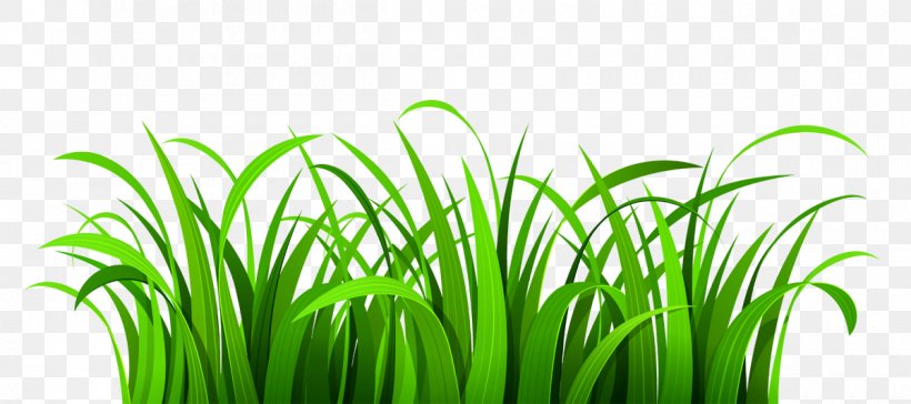 Free Content Website Clip Art, PNG, 1200x534px, Free Content, Chrysopogon Zizanioides, Commodity, Grass, Grass Family Download Free