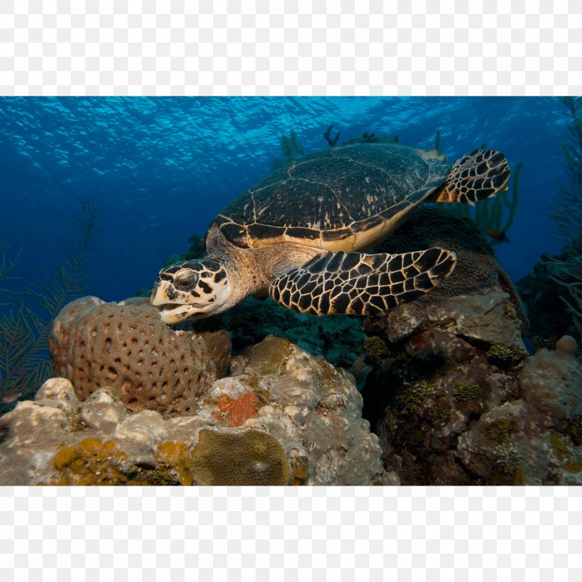 Loggerhead Sea Turtle Hawksbill Sea Turtle Coral Reef Box Turtle, PNG, 2000x2000px, Loggerhead Sea Turtle, Animal, Box Turtle, Canvas Print, Coral Download Free